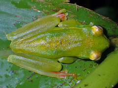 Boana rufitela