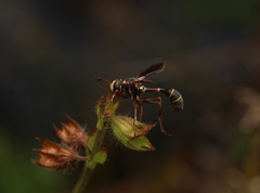 Physocephala sagittaria