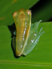 Boana rufitela