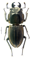 Erichius virgatus