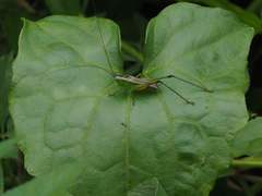 Conocephalus melaenus