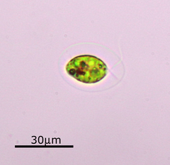 Haematococcus