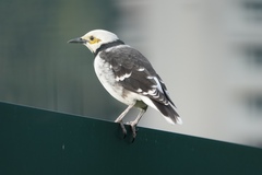 Gracupica nigricollis