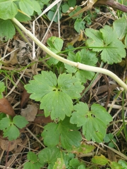 Ribes alpinum