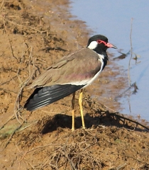 Vanellus indicus