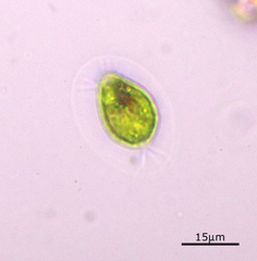 Haematococcus