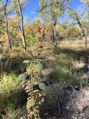 Sphaeralcea fendleri