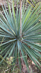 Yucca constricta