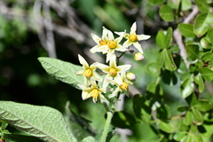 Solanum bulbocastanum