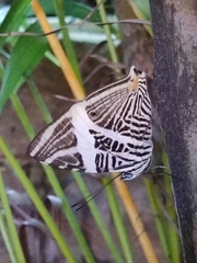 Colobura dirce