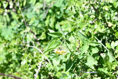 Solanum bulbocastanum