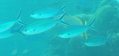 Caesio caerulaurea