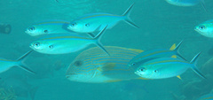 Caesio caerulaurea