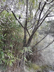 Myoporum aff insulare × laetum