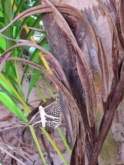 Colobura dirce