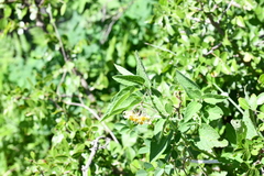Solanum bulbocastanum