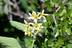 Solanum bulbocastanum