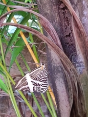 Colobura dirce