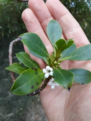 Myoporum aff insulare × laetum