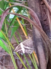 Colobura dirce