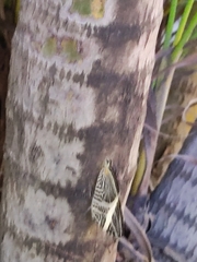 Colobura dirce