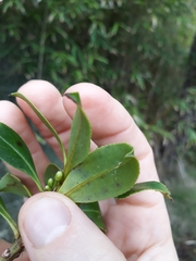 Myoporum aff insulare × laetum