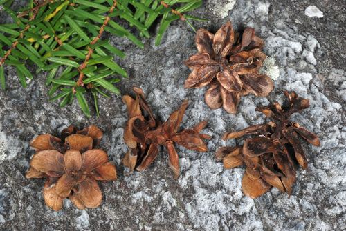 Carolina hemlock (Tsuga caroliniana)