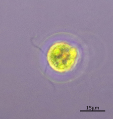 Haematococcus
