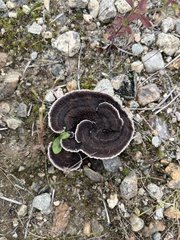 Thelephora terrestris