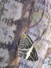 Colobura dirce