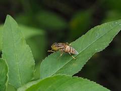 Eristalinus arvorum