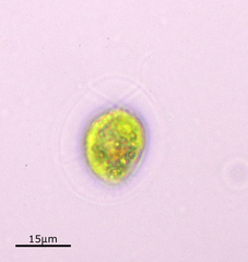 Haematococcus