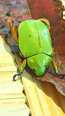 Chrysina macropus