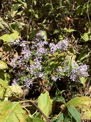 Symphyotrichum cordifolium
