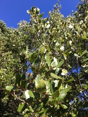 Quercus ilex