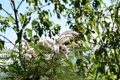 Mimosa benthamii