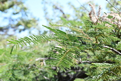 Mimosa benthamii