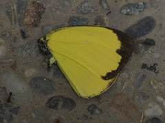 Eurema blanda arsakia