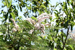 Mimosa benthamii
