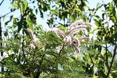 Mimosa benthamii
