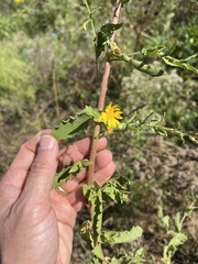 Heterotheca subaxillaris