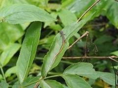 Takydromus stejnegeri