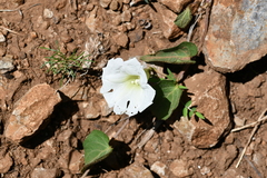 Ipomoea orizabensis orizabensis