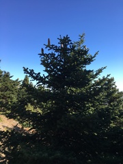Abies cephalonica