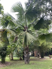 Corypha umbraculifera