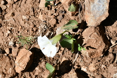 Ipomoea orizabensis orizabensis