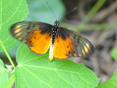 Acraea