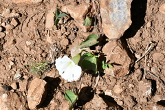 Ipomoea orizabensis orizabensis