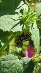 Polistes exclamans
