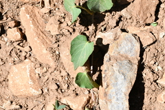 Ipomoea orizabensis orizabensis